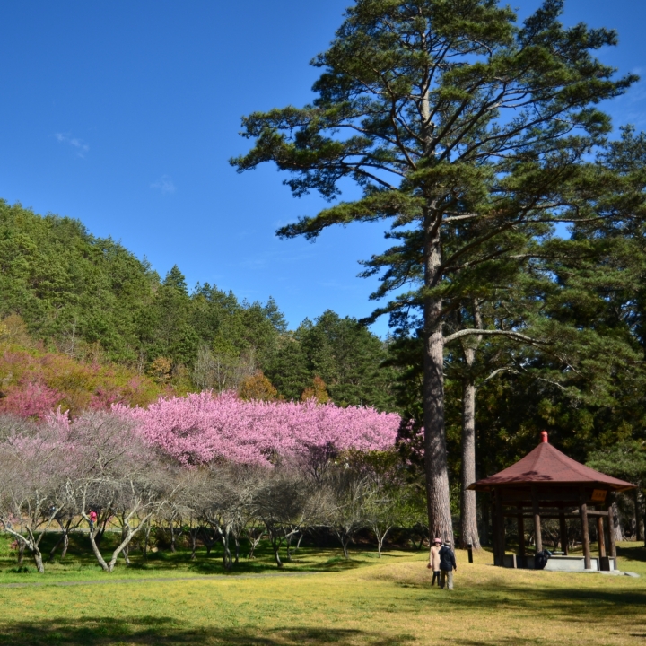 紅香泡湯 福壽露營 武陵賞花 2019-2-18~20
