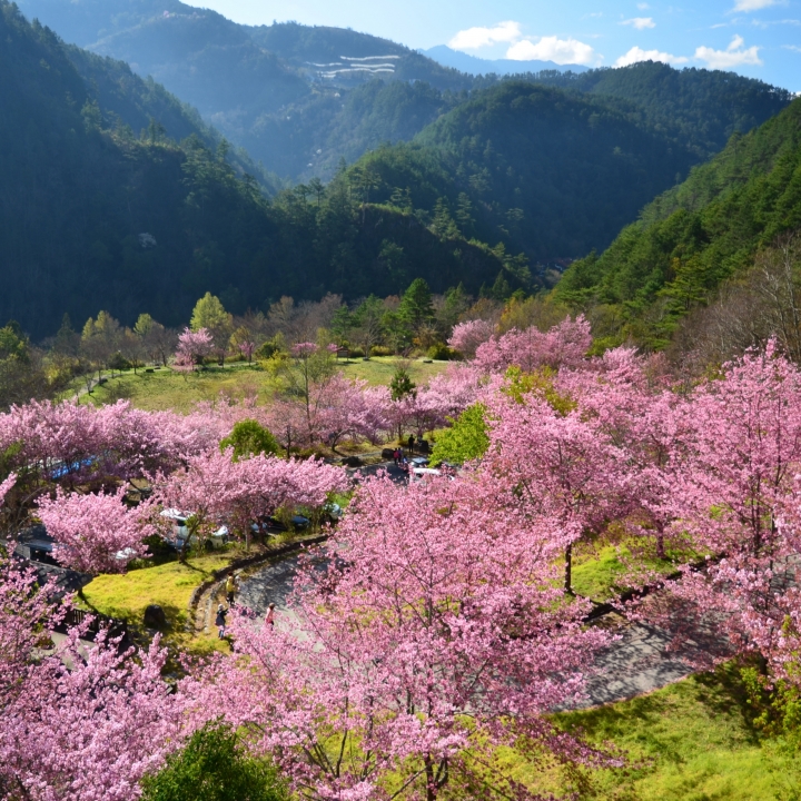 紅香泡湯 福壽露營 武陵賞花 2019-2-18~20