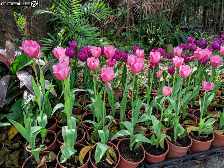 鬱金香+茶花.... 台南市柳營區南元花園休閒農場 02/04