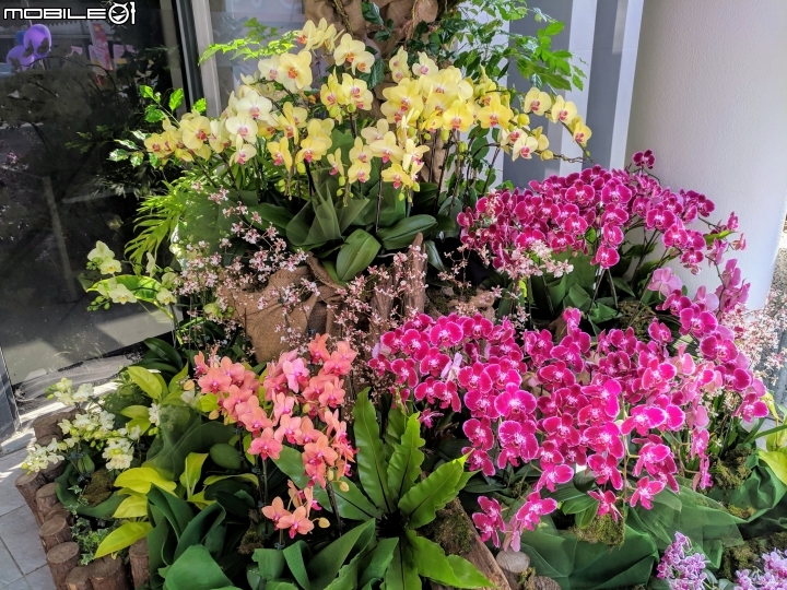 蘭花展 台南市山上區 02/02