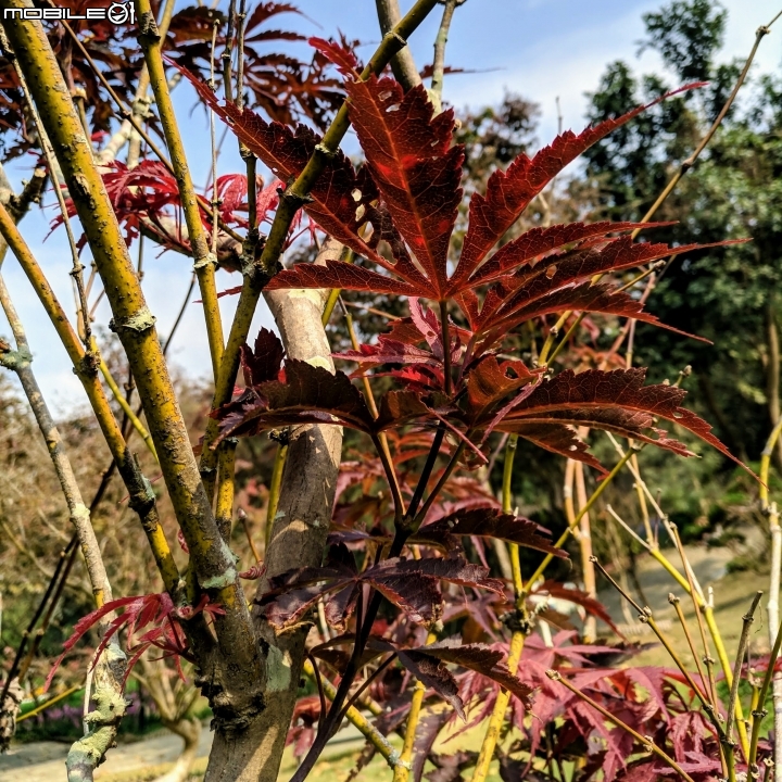 鬱金香+茶花.... 台南市柳營區南元花園休閒農場 02/04