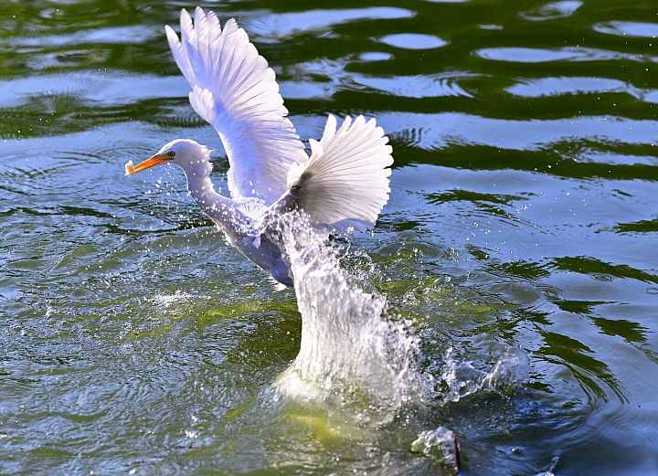D850+105mm首拍連續追焦拍飛羽，祝大家新年快樂、年年有"魚"！