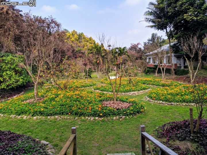鬱金香+茶花.... 台南市柳營區南元花園休閒農場 02/04