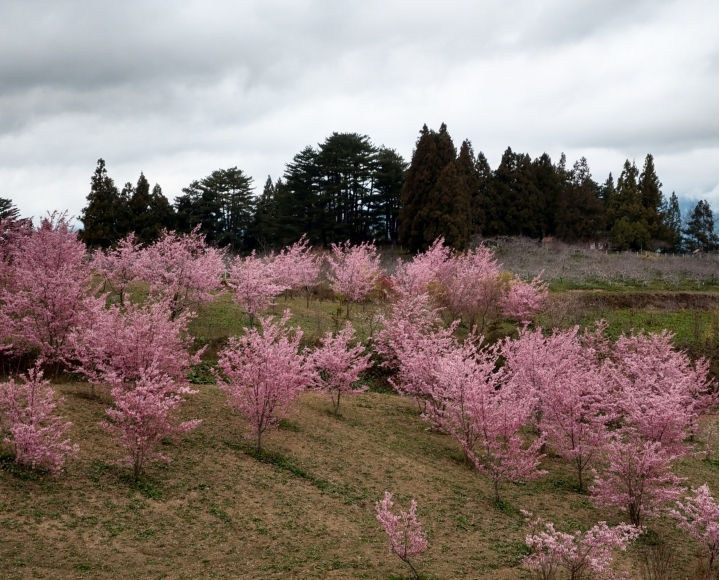 紅香泡湯 福壽露營 武陵賞花 2019-2-18~20