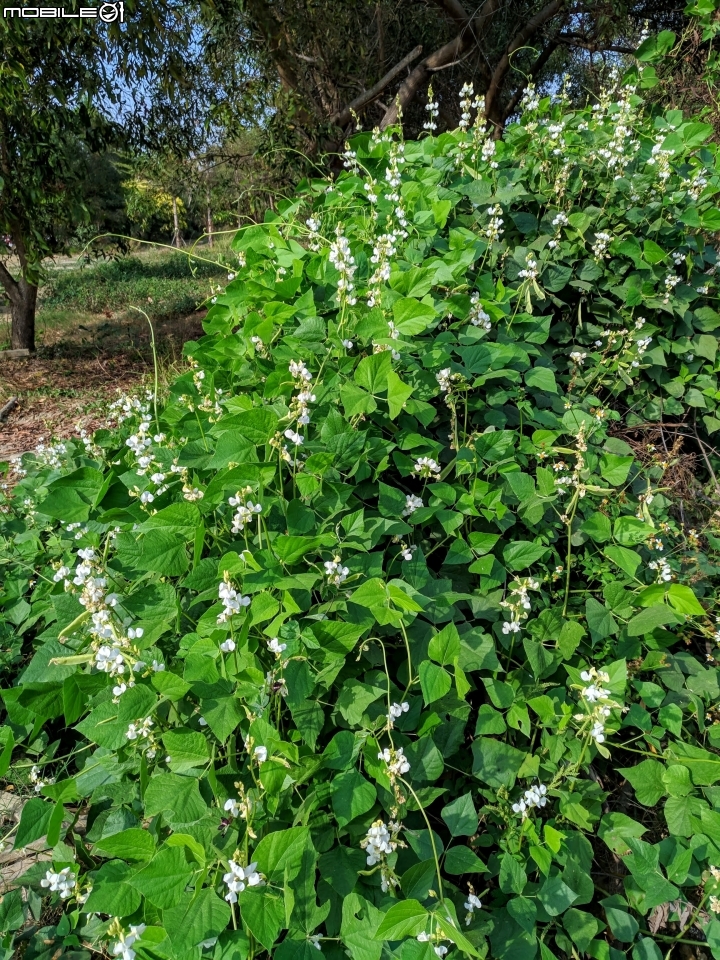 木棉花+紅千層+碗豆 台南市東區巴克禮公園 02/17