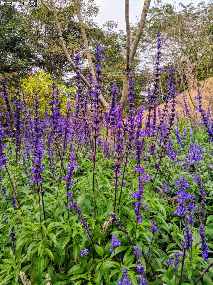 鬱金香+茶花.... 台南市柳營區南元花園休閒農場 02/04