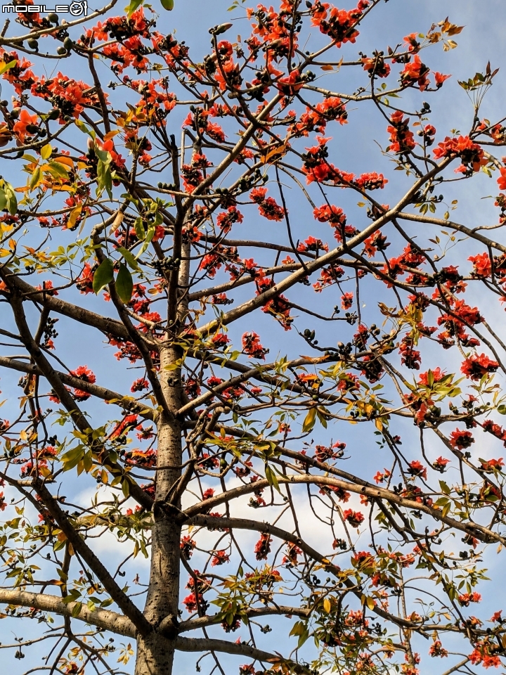 木棉花+紅千層+碗豆 台南市東區巴克禮公園 02/17
