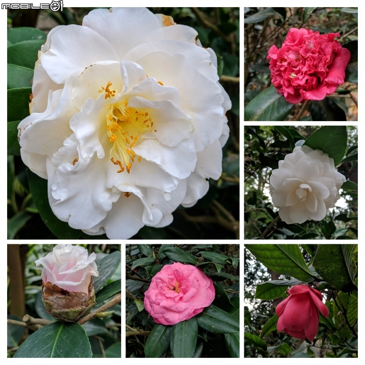 鬱金香+茶花.... 台南市柳營區南元花園休閒農場 02/04