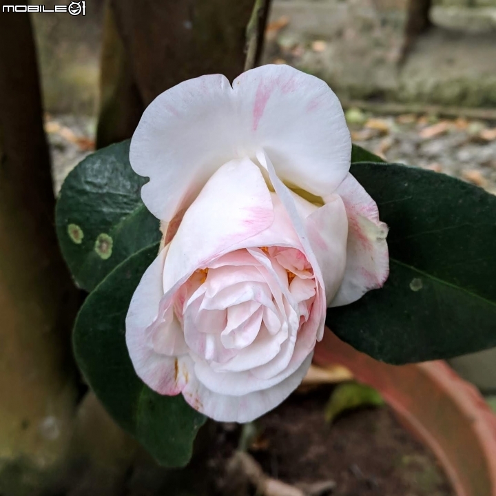 鬱金香+茶花.... 台南市柳營區南元花園休閒農場 02/04