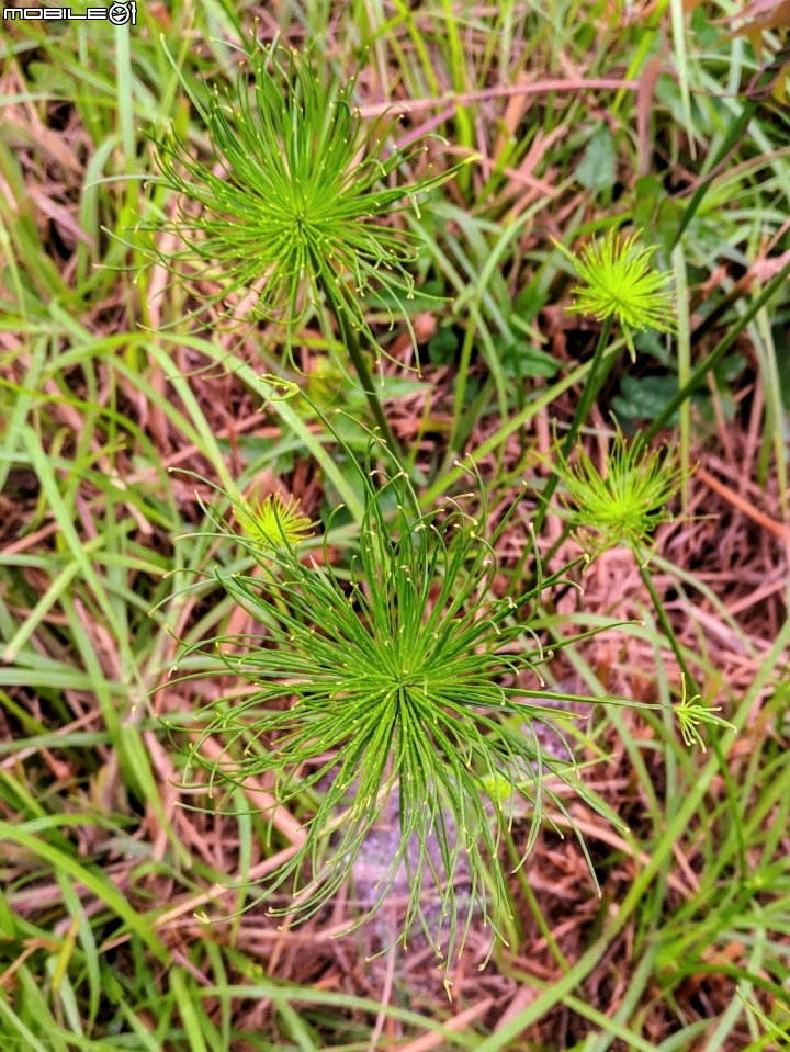 羊蹄甲... 台南市新市區南科-堤塘湖 02/24