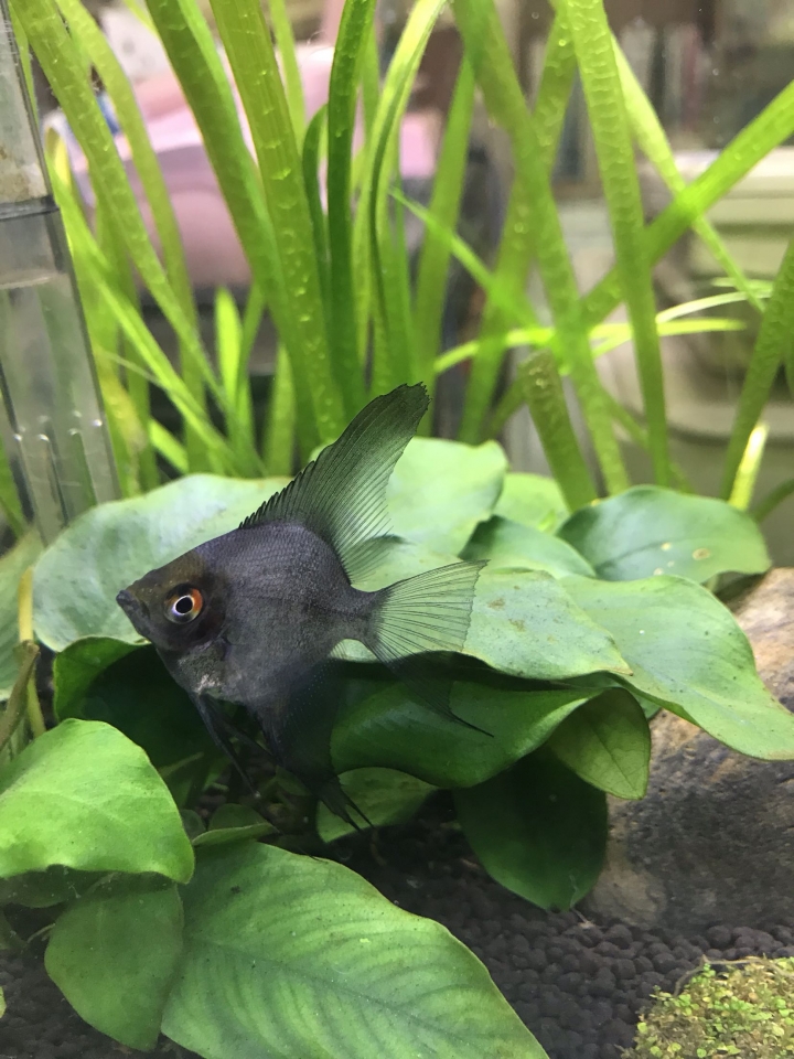 神仙魚公母