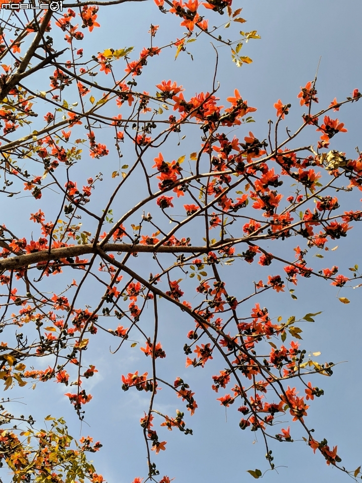 木棉花+紅千層+碗豆 台南市東區巴克禮公園 02/17