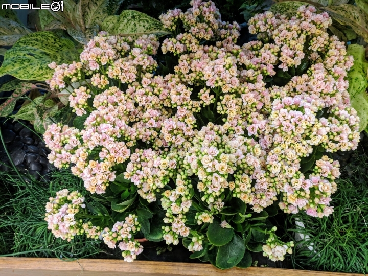 台中花博后里園區花舞館 02/6