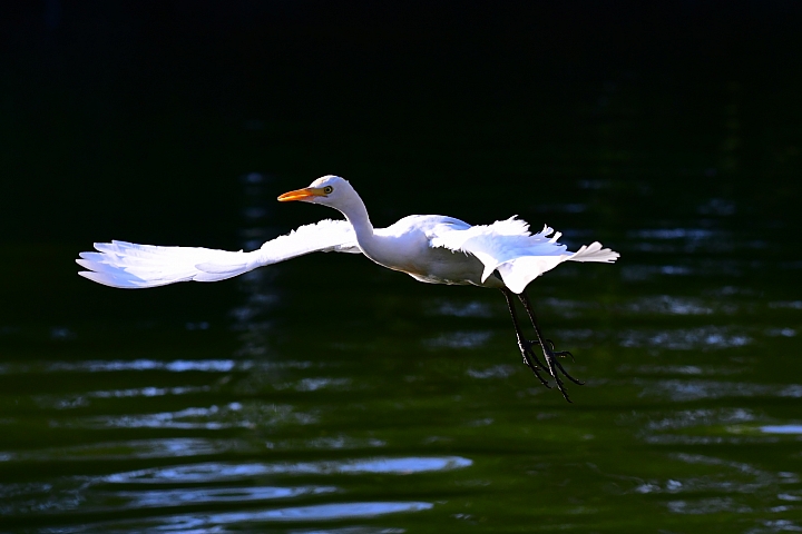D850+105mm首拍連續追焦拍飛羽，祝大家新年快樂、年年有"魚"！