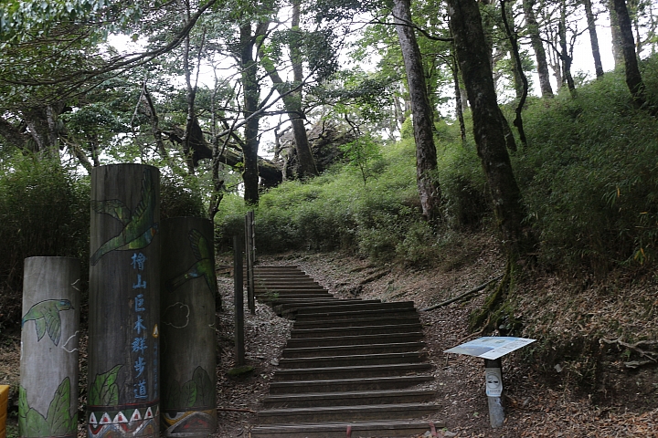 五峰鄉觀霧，神木步道，瀑布步道