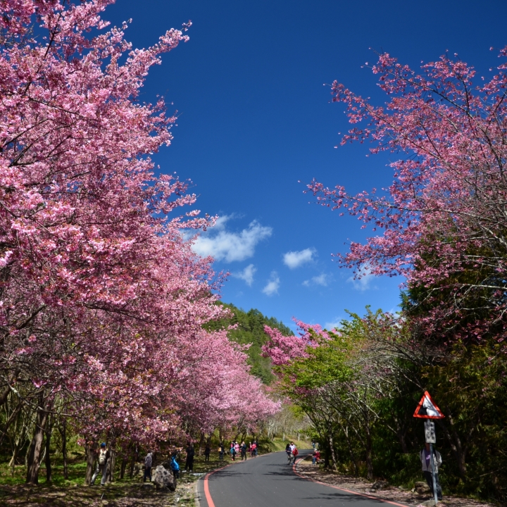 紅香泡湯 福壽露營 武陵賞花 2019-2-18~20