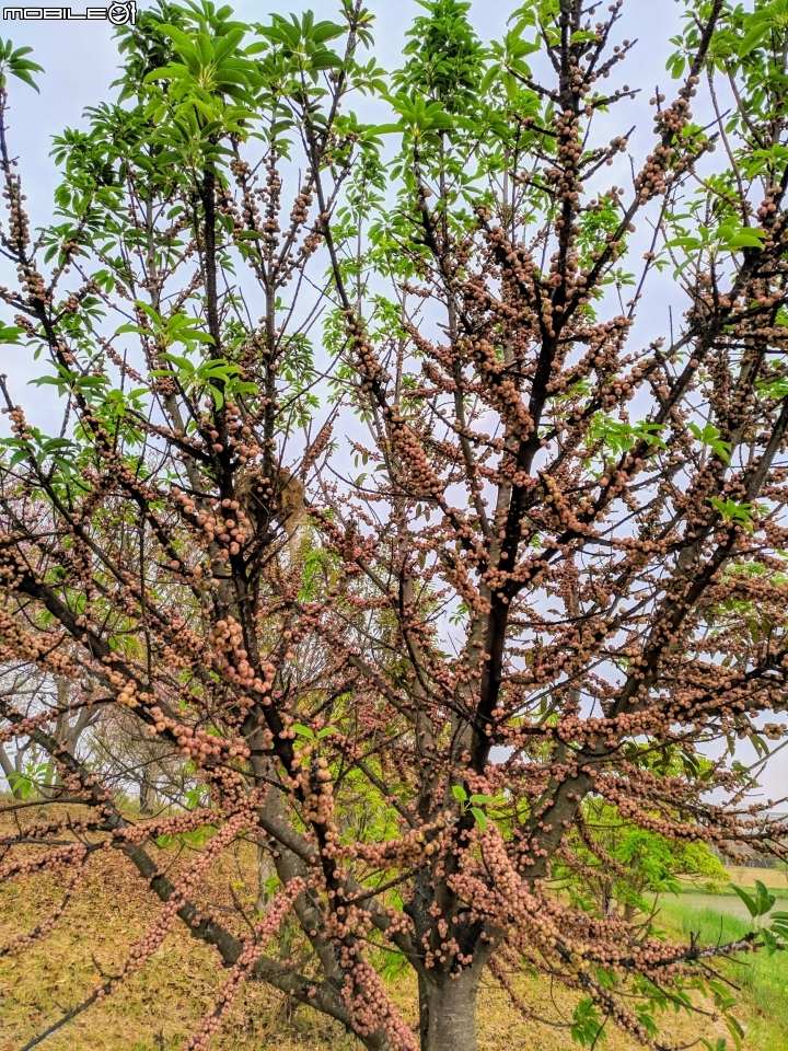 羊蹄甲... 台南市新市區南科-堤塘湖 02/24