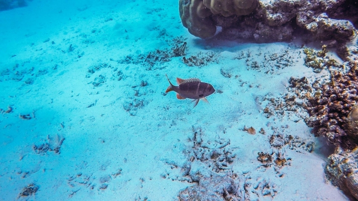 8分鐘帶你一起潛入馬爾地夫海底世界！居民島水肺潛水體驗攻略｜馬爾地夫 EP 13｜Maafushi居民島｜旅行，路上。