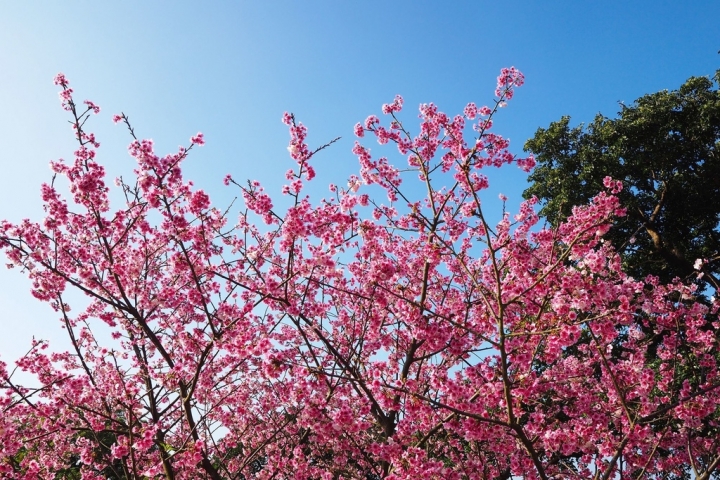 【新北淡水 | 景點】今年的第一場櫻色浪漫❀天元宮 | 淡水雲門星巴克 | 大樹書房