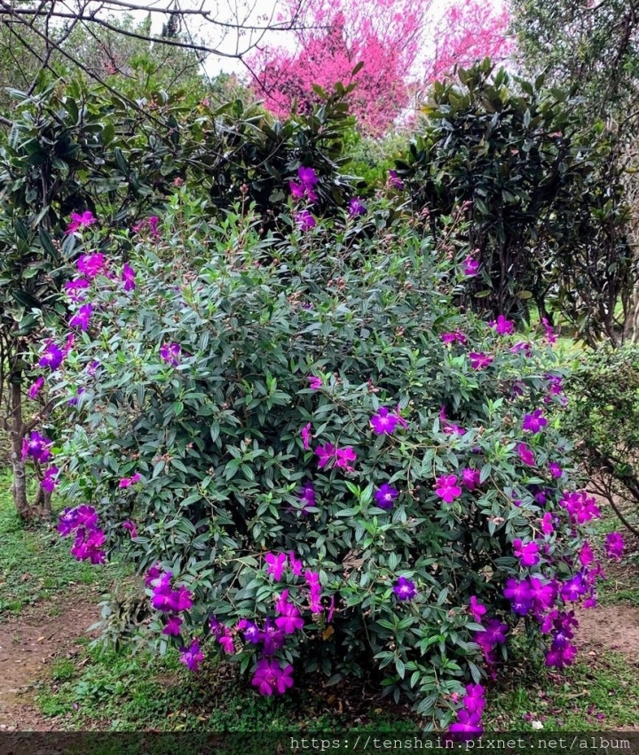 [台北景點]花卉試驗中心~免費賞花又一處