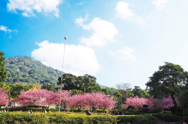 【新北淡水 | 景點】今年的第一場櫻色浪漫❀天元宮 | 淡水雲門星巴克 | 大樹書房