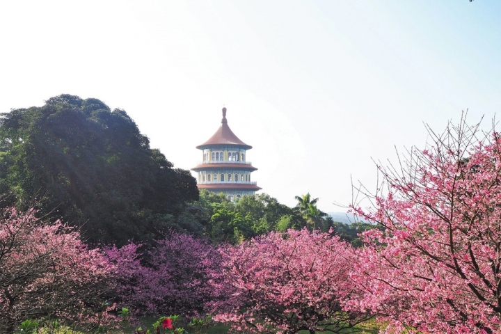 【新北淡水 | 景點】今年的第一場櫻色浪漫❀天元宮 | 淡水雲門星巴克 | 大樹書房