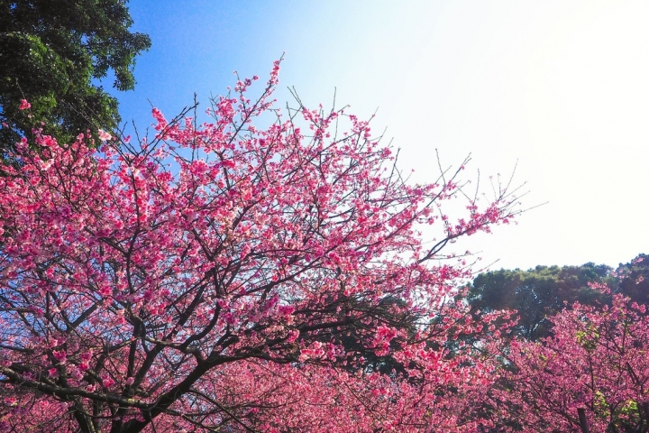 【新北淡水 | 景點】今年的第一場櫻色浪漫❀天元宮 | 淡水雲門星巴克 | 大樹書房