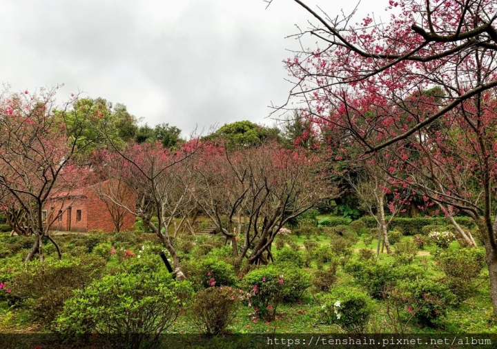 [台北景點]花卉試驗中心~免費賞花又一處