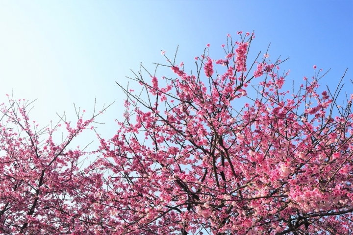 【新北淡水 | 景點】今年的第一場櫻色浪漫❀天元宮 | 淡水雲門星巴克 | 大樹書房