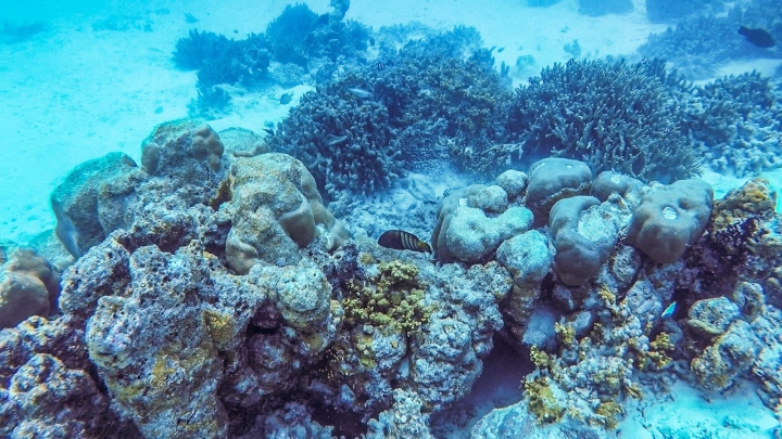 8分鐘帶你一起潛入馬爾地夫海底世界！居民島水肺潛水體驗攻略｜馬爾地夫 EP 13｜Maafushi居民島｜旅行，路上。