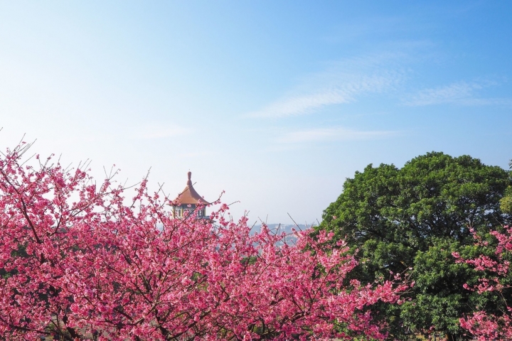 【新北淡水 | 景點】今年的第一場櫻色浪漫❀天元宮 | 淡水雲門星巴克 | 大樹書房