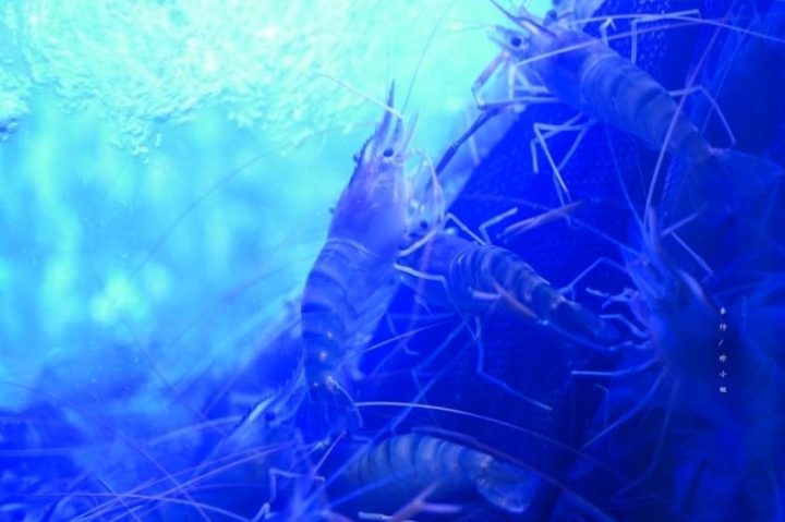 麥仔食-桃園｜一品活蝦桃園店｜台灣活蝦料理專賣 x 必點一品回味蝦、霸王蝦、胡椒蝦、脆皮雞｜團體聚餐首選｜桃園藝文中心美食 @麥仔の生活日記