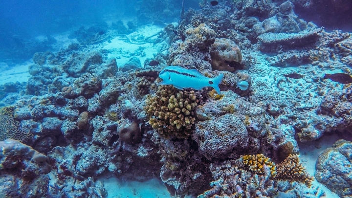 8分鐘帶你一起潛入馬爾地夫海底世界！居民島水肺潛水體驗攻略｜馬爾地夫 EP 13｜Maafushi居民島｜旅行，路上。