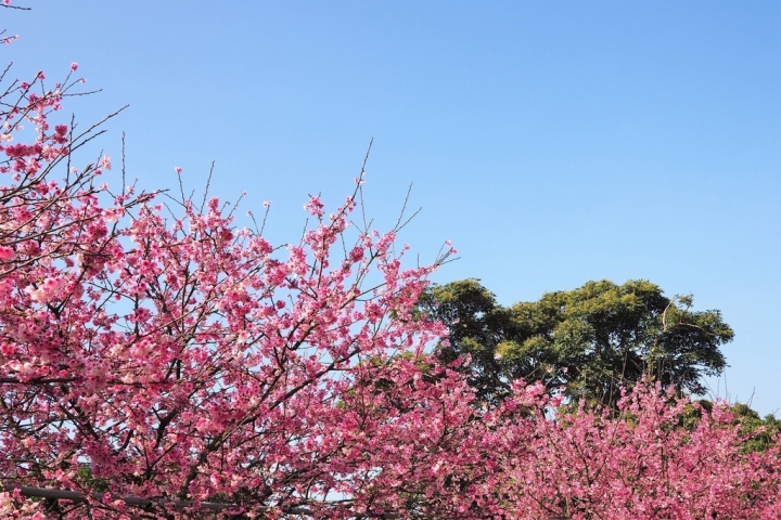 【新北淡水 | 景點】今年的第一場櫻色浪漫❀天元宮 | 淡水雲門星巴克 | 大樹書房