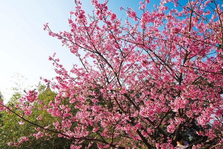 【新北淡水 | 景點】今年的第一場櫻色浪漫❀天元宮 | 淡水雲門星巴克 | 大樹書房