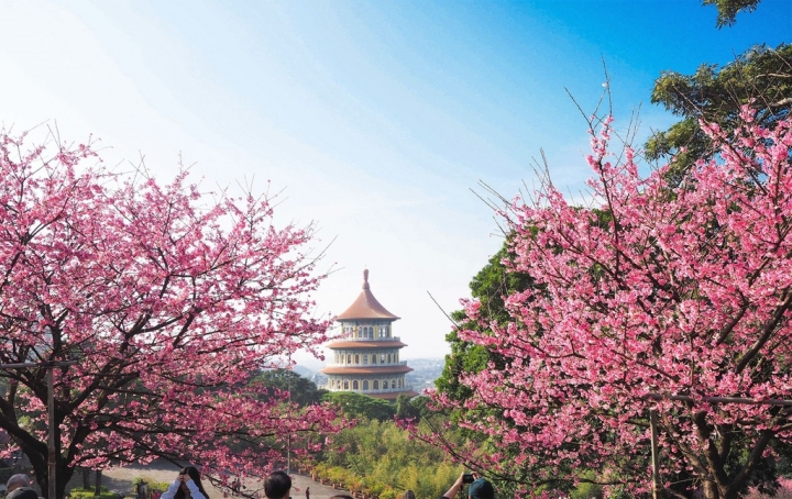 【新北淡水 | 景點】今年的第一場櫻色浪漫❀天元宮 | 淡水雲門星巴克 | 大樹書房