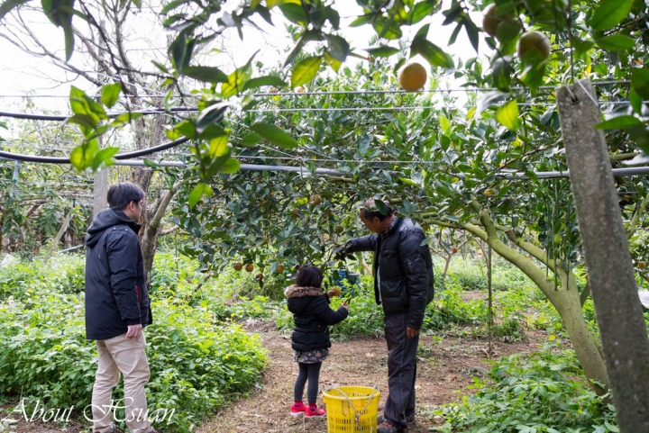 苗栗卓蘭-銘珠農場採果樂。橘子好醜卻好好吃