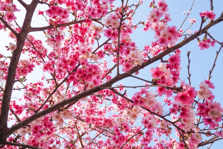 【新北淡水 | 景點】今年的第一場櫻色浪漫❀天元宮 | 淡水雲門星巴克 | 大樹書房