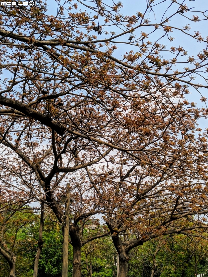 掌葉蘋婆 台南市東區林森路一段 03/17