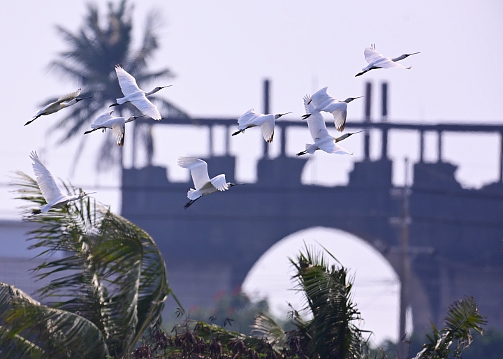 在林邊崎峰找尋紫鷺，拍到了長出繁殖羽的黑面琵鷺。