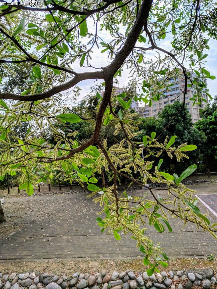 小葉欖仁 台南市安平區城平路 03/10