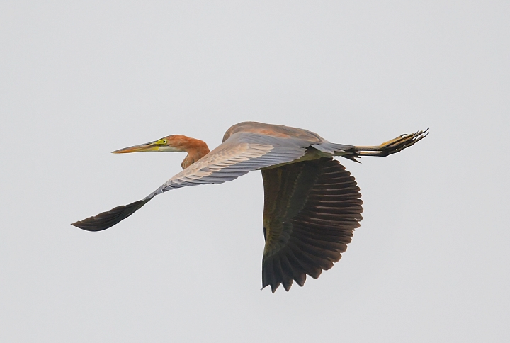 在林邊崎峰找尋紫鷺，拍到了長出繁殖羽的黑面琵鷺。