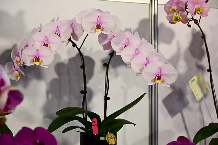 38婦女節快樂，歡迎大家來台南後壁區參觀2019台灣國際蘭展。