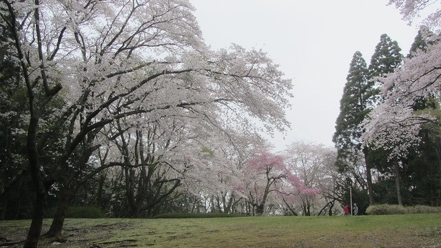 千葉縣 千葉櫻花百選泉自然公園 悅遊日本 Mobile01