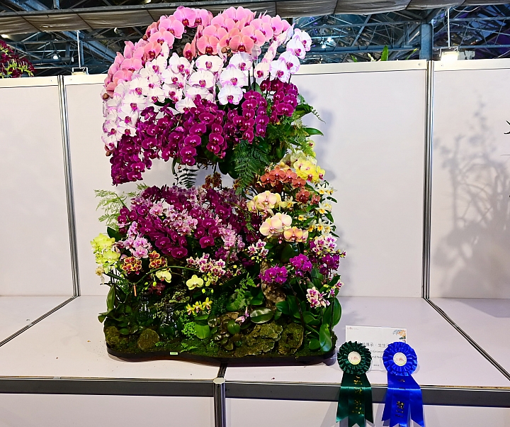 38婦女節快樂，歡迎大家來台南後壁區參觀2019台灣國際蘭展。