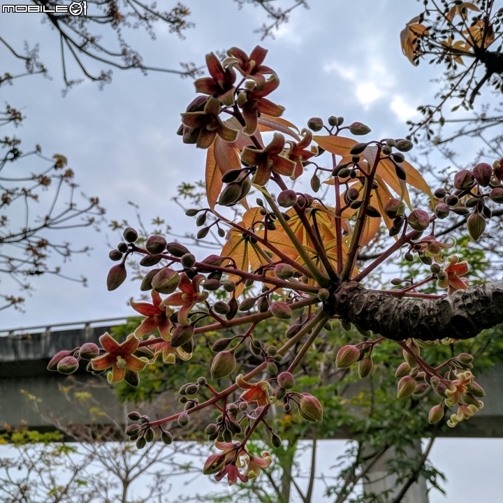 掌葉蘋婆 台南市東區林森路一段 03/17