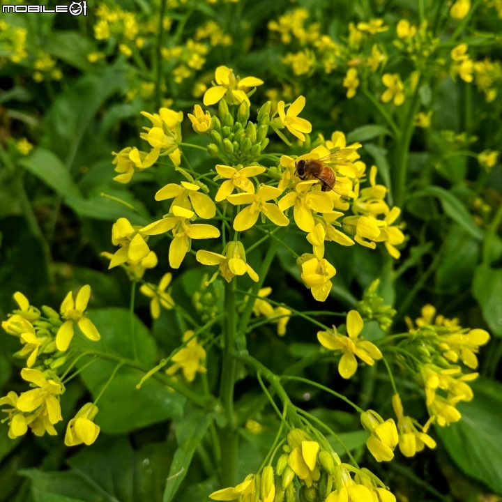 油菜花 台南市學甲區光華里 03/09