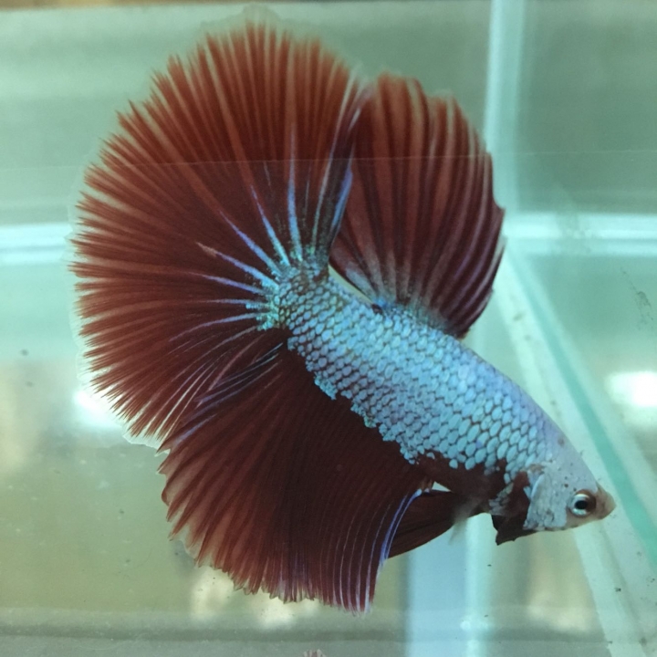 半月鬥魚疑似生病「夾尾」， 該怎麼辦？！
