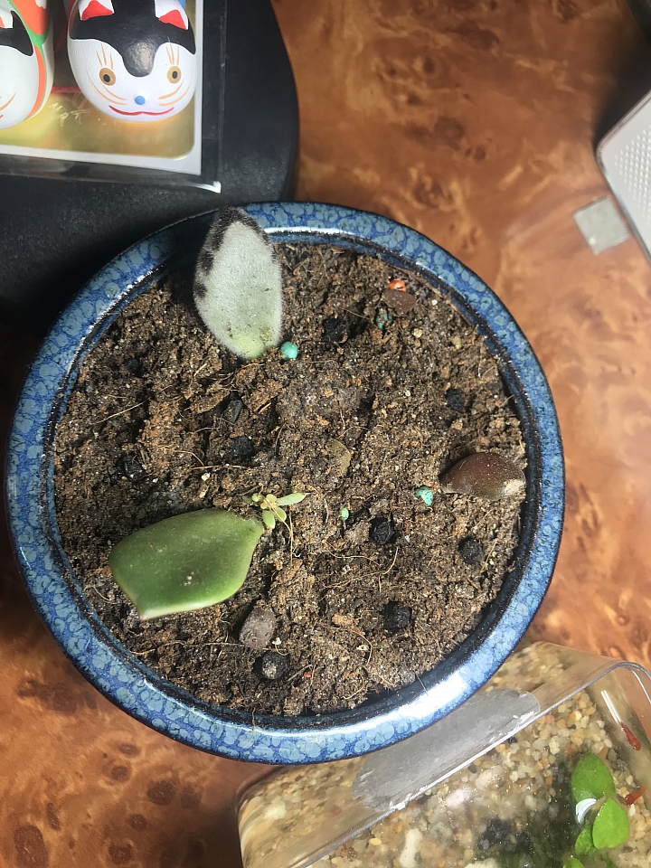 「請益」各位版上大大，請問這3片是甚麼多肉植物？