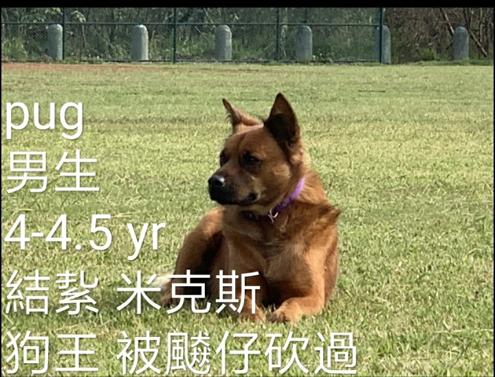 2小3大可愛狗尋找有緣新主人